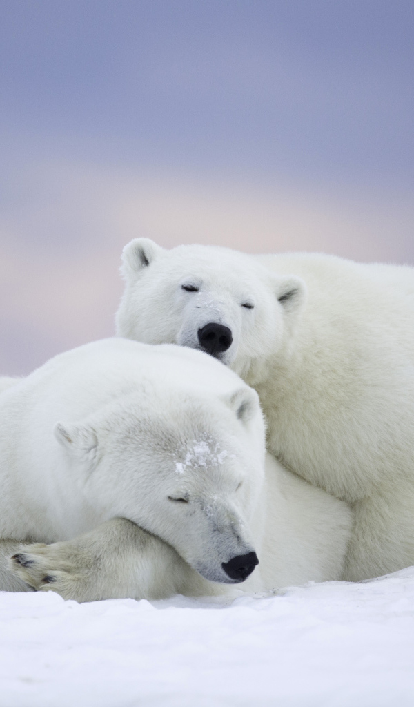 A pair of big polar bears sleep on the snow