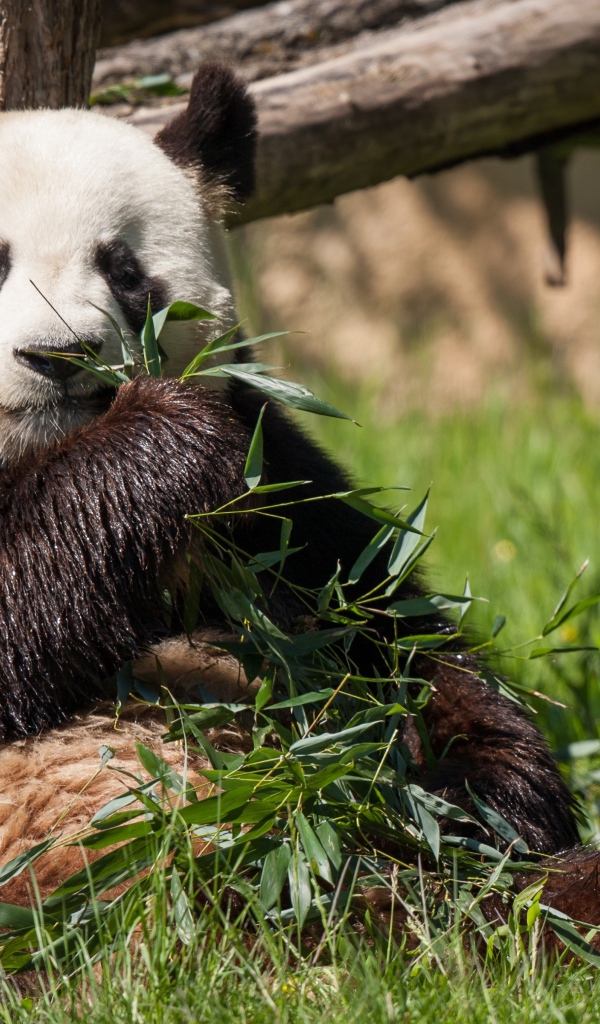 Мокрый медведь панда ест зеленые листья