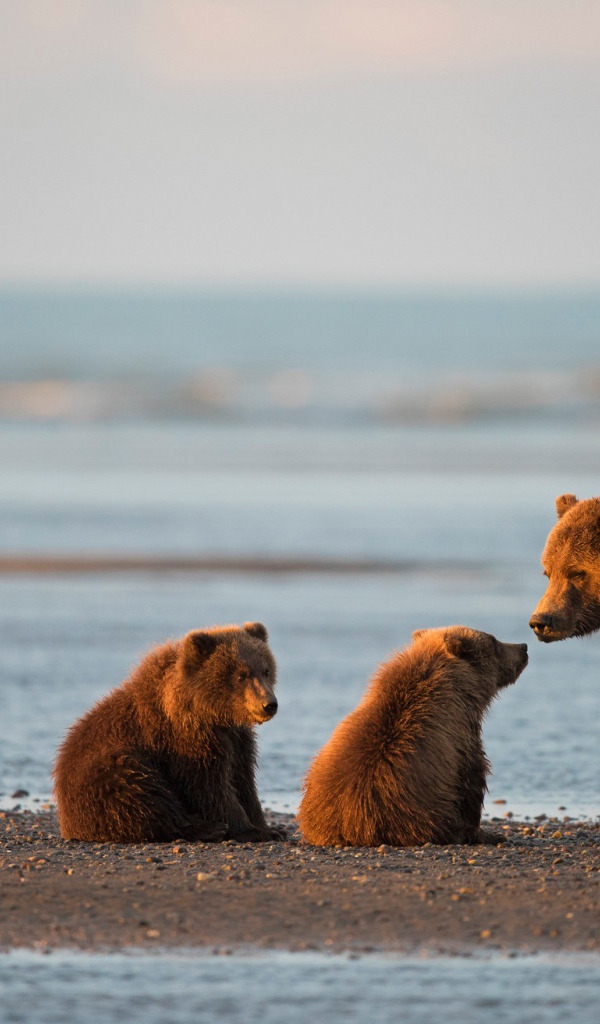 Большая бурая медведица с медвежатами у воды