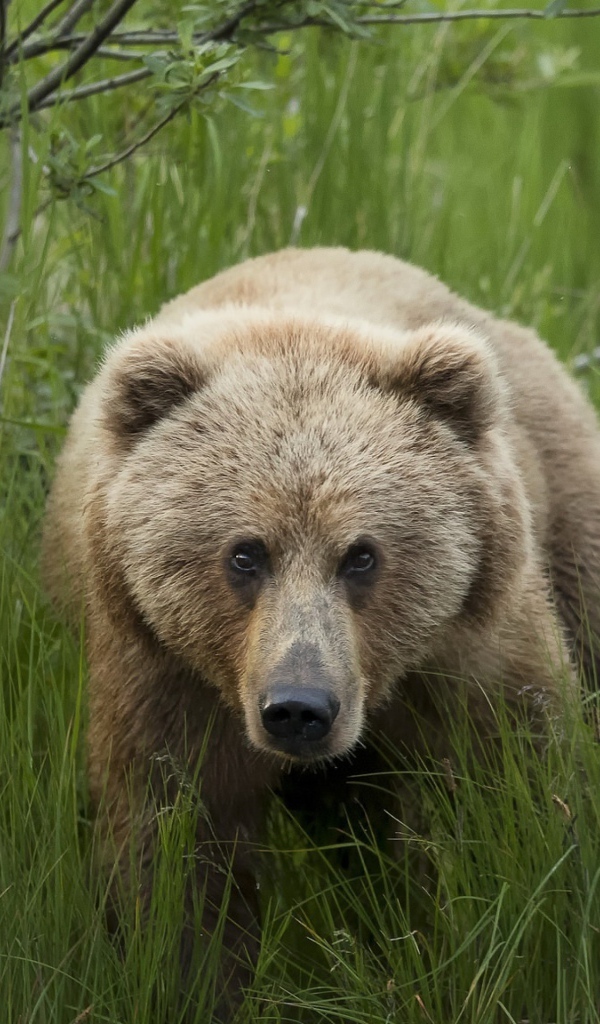 Большой бурый медведь в зеленой траве 