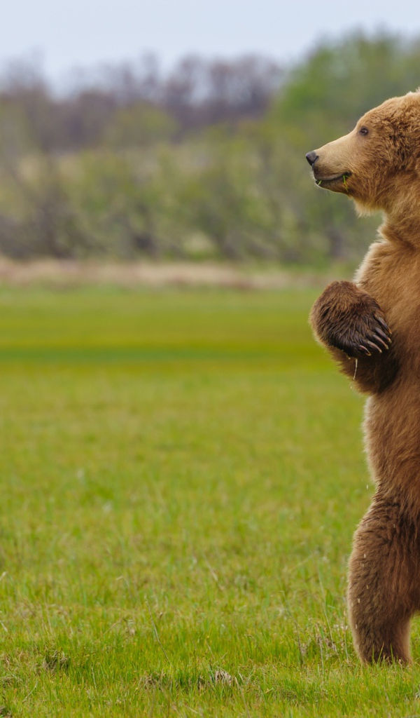 Большой бурый медведь на зеленой траве