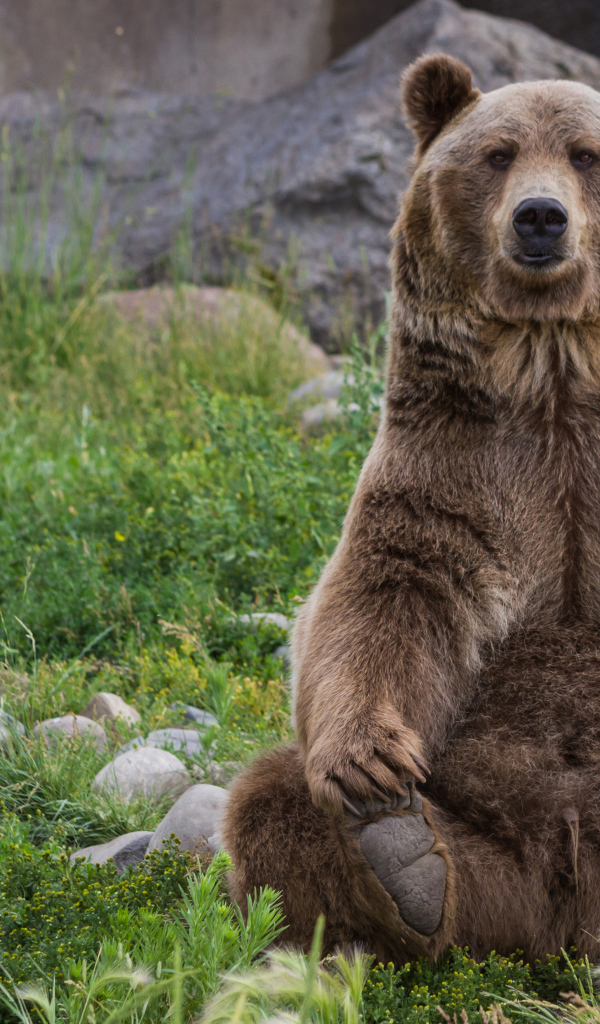 Большой бурый медведь сидит на зеленой траве