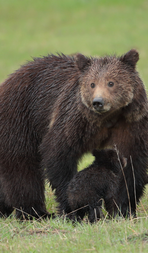 Большая бурая медведица с медвежатами на зеленой траве