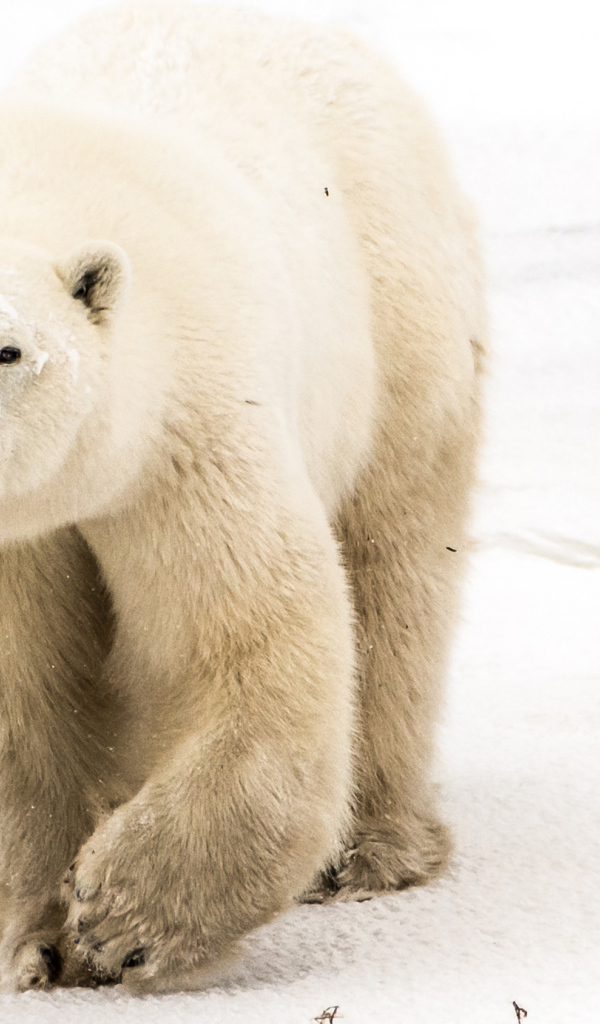 Большой грозный белый медведь идет по снегу