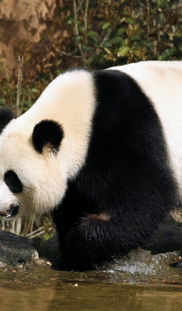 Большая панда идет по воде