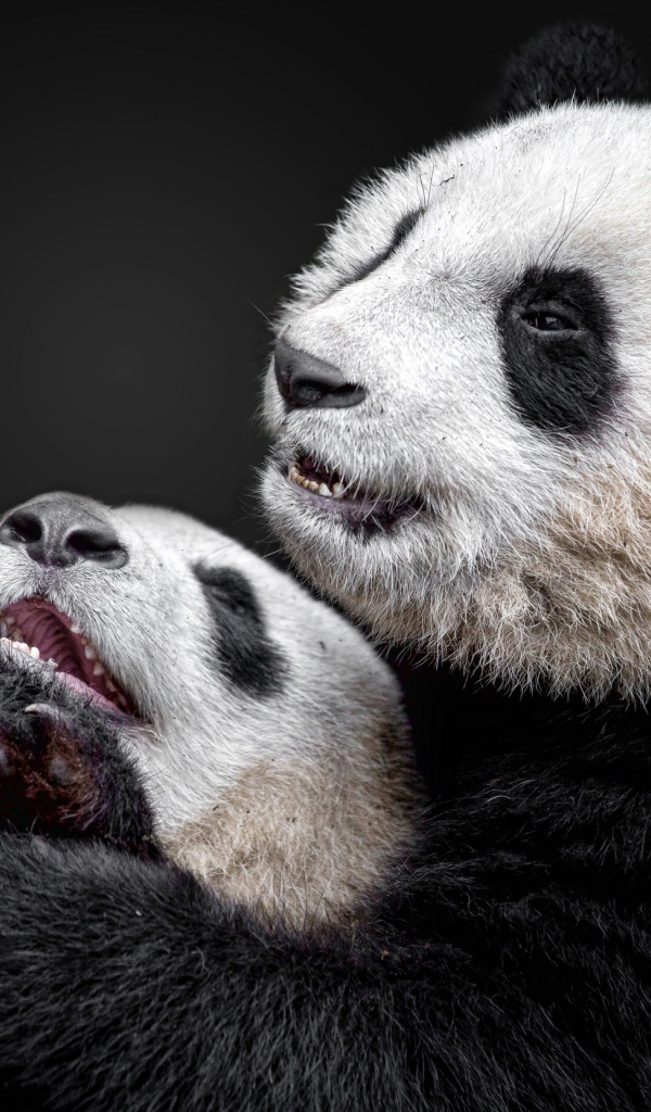 Большая панда с детенышем на сером фоне