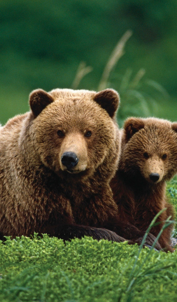 Бурая медведица с медвежатами в зеленой траве