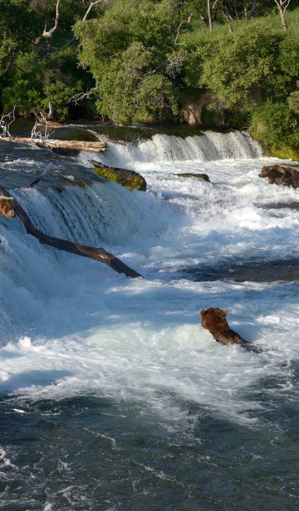 Бурые медведи ловят рыбу в горной реке