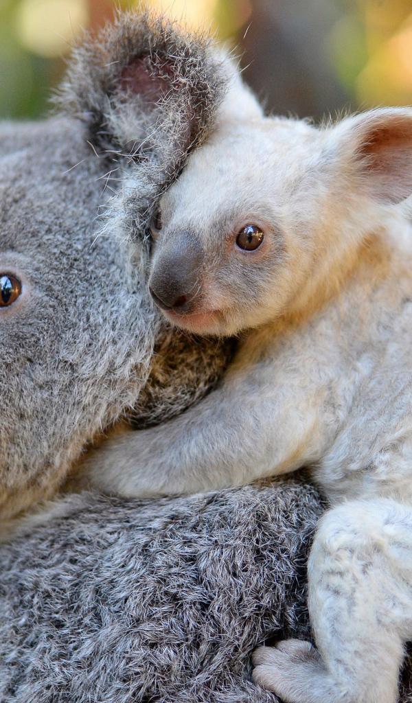 Коала с маленьким детенышем на спине