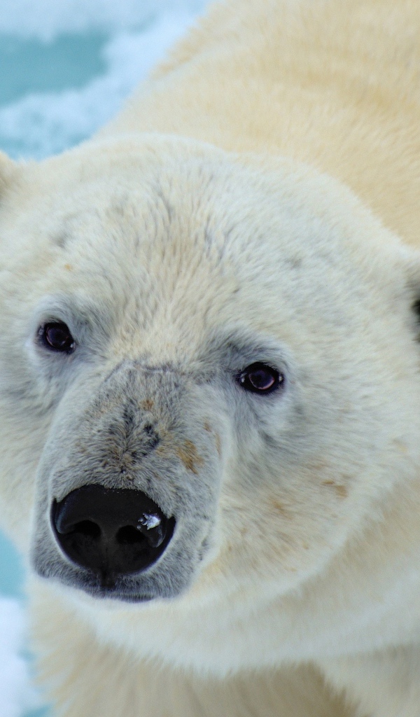 Большой полярный медведь крупным планом