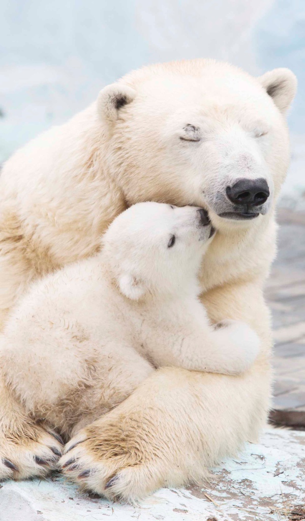 Большая белая медведица обнимает медвежонка