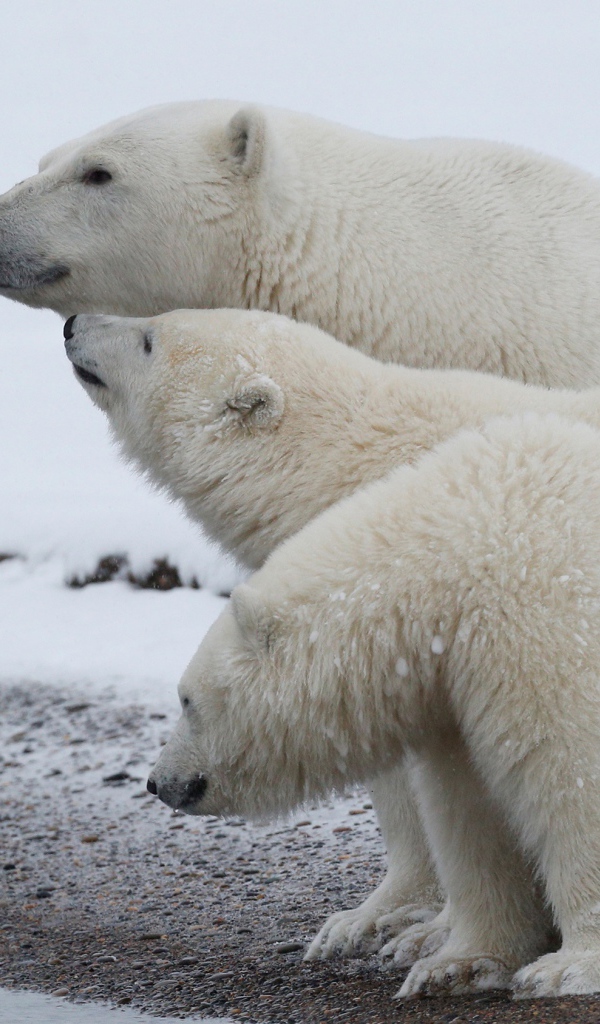 Большая белая медведица с медвежатами 
