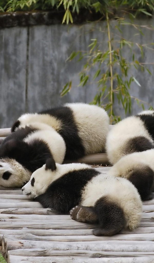 Маленькие милые панды спят на деревянном мосту