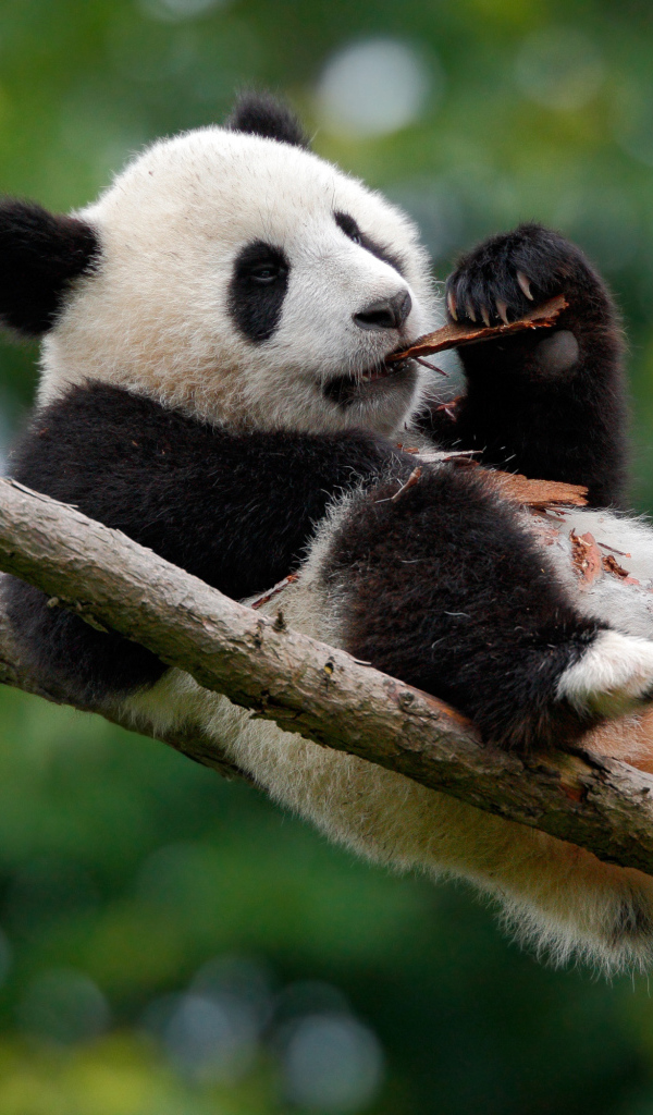 Панда грызет кору на дереве