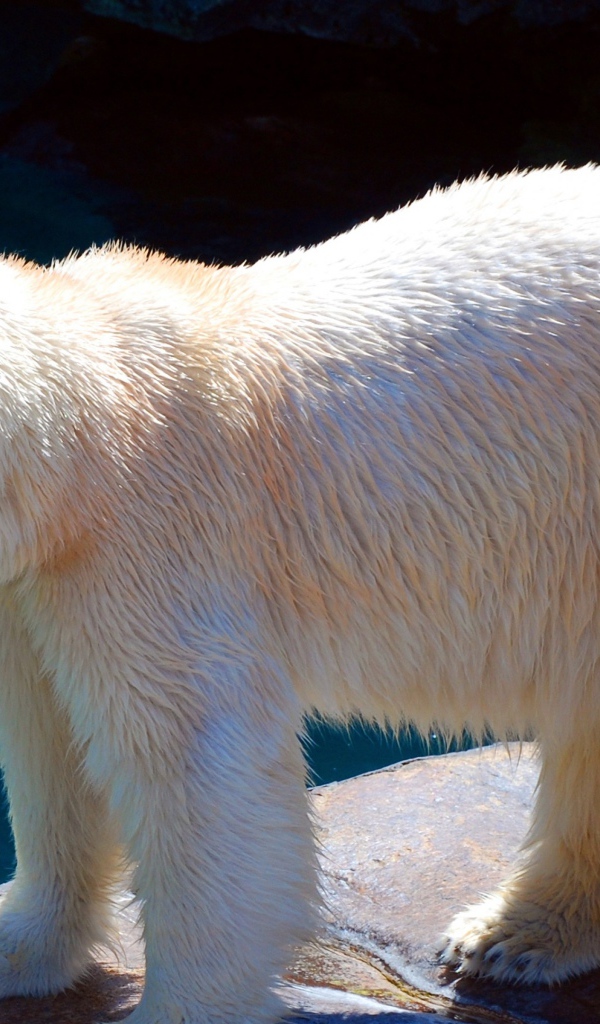 Белый медведь в зоопарке у воды