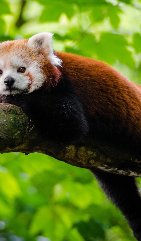 Малая панда лежит на дереве