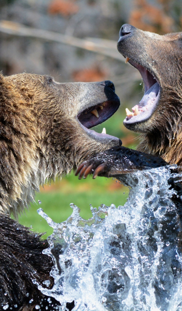 Два медведя дерутся в воде