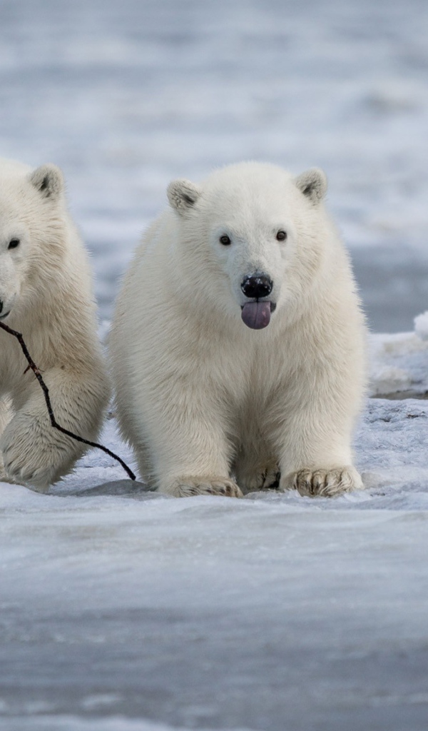 Два маленьких белых медвежонка на снегу