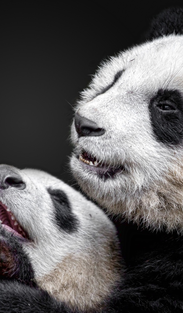 Две панды на сером фоне 