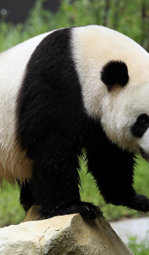 Мокрый большой медведь панда стоит на камне