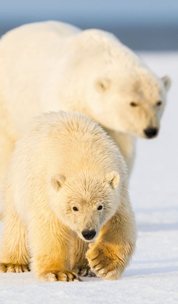 Белая медведица с медведица с медвежонком на снегу 