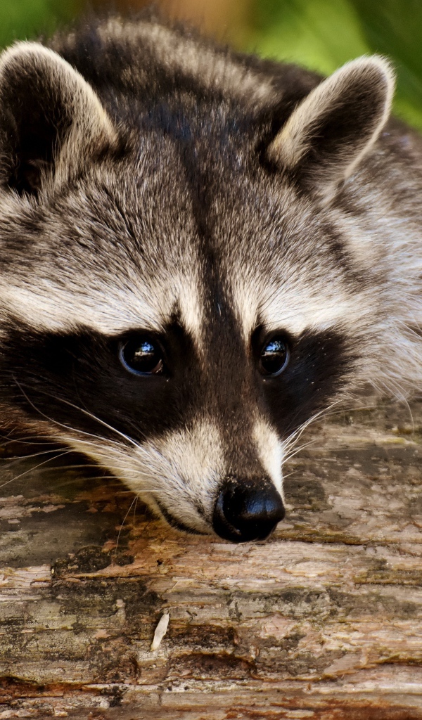 Грустный енот лежит на сухом дереве