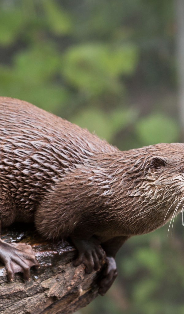Мокрая выдра  стоит на дереве