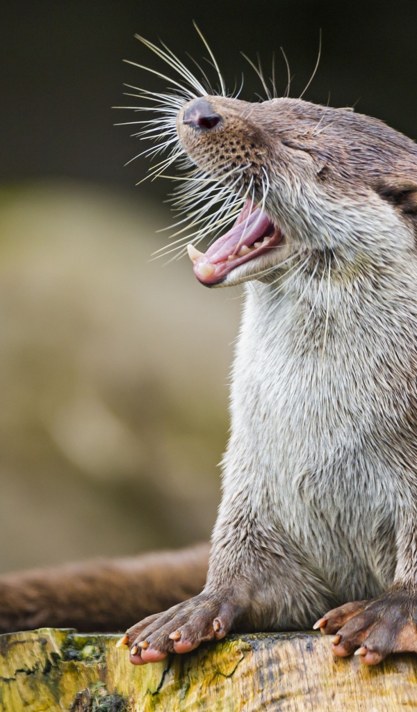 Забавная выдра зевает