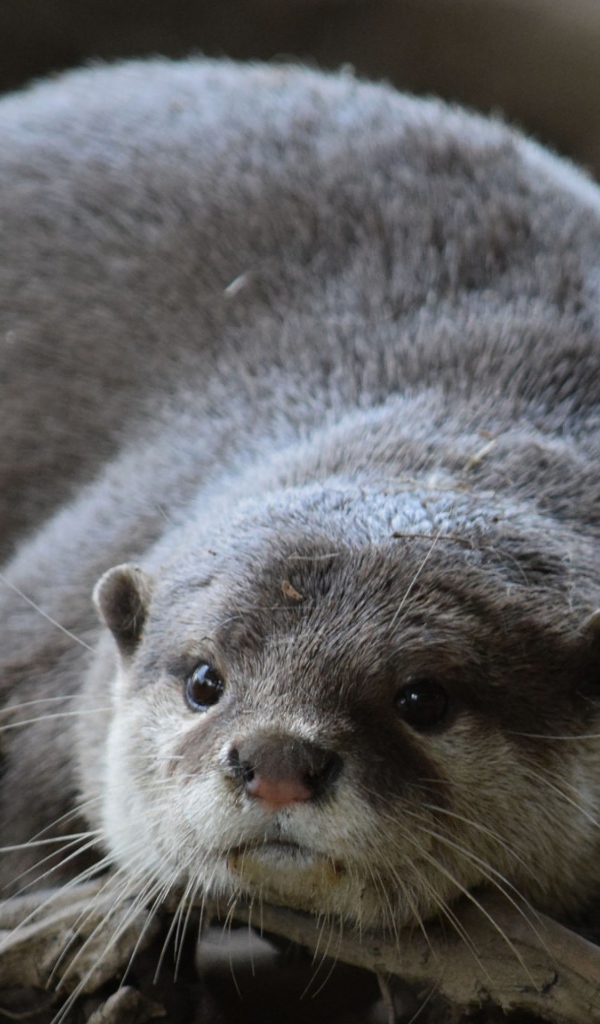 Серая выдра лежит на сухих ветках 