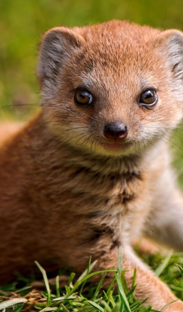 Маленький мангуст на зеленой траве