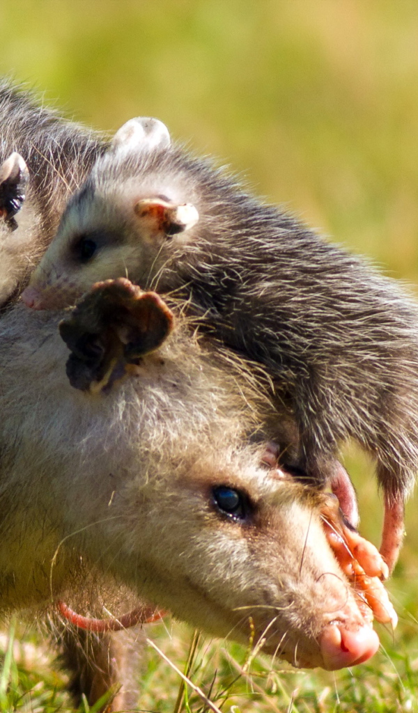 Опоссум с детенышами на спине