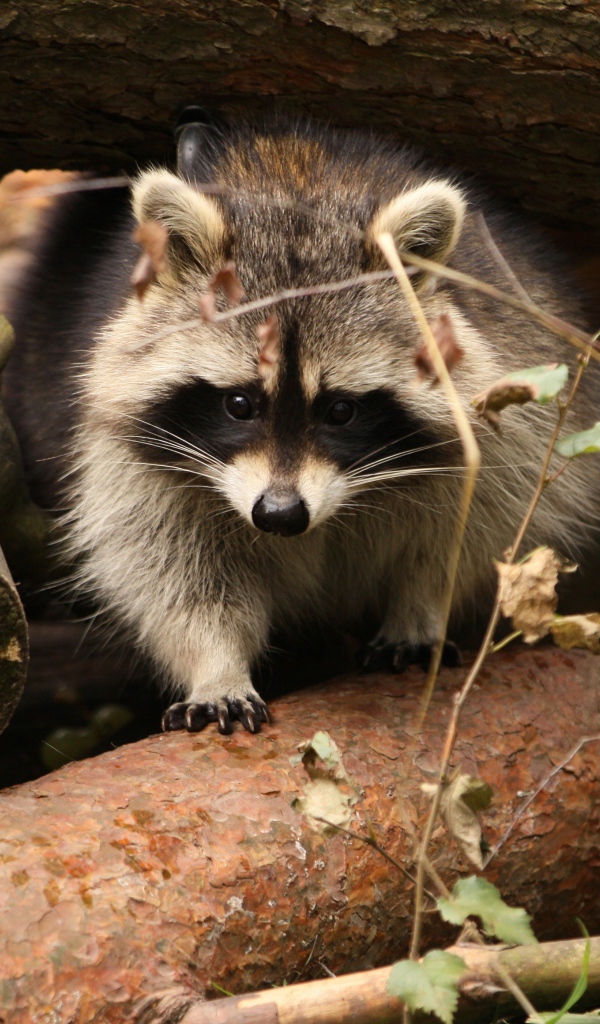 Енот сидит на деревянных пнях