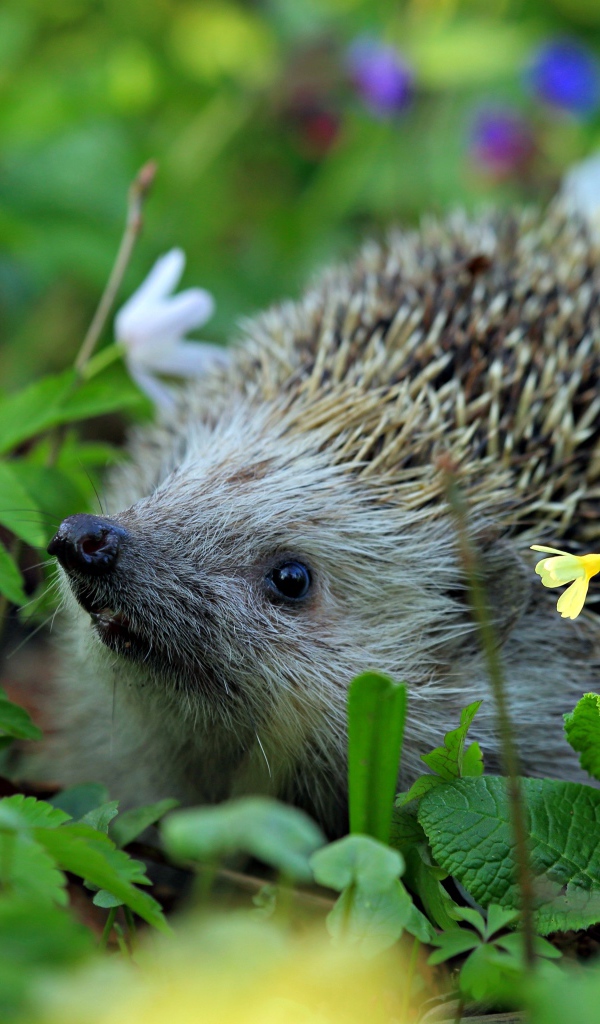 Колючий лесной еж стоит в цветах
