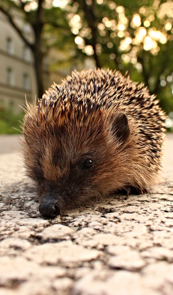 Колючий ежик стоит на тротуаре