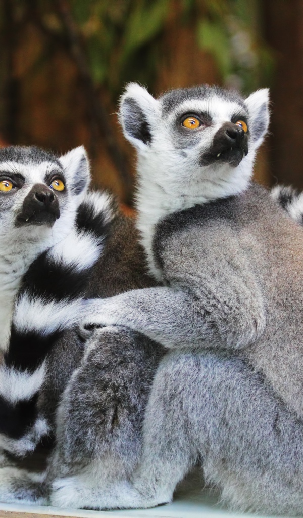 Два лемура в зоопарке смотрят вверх