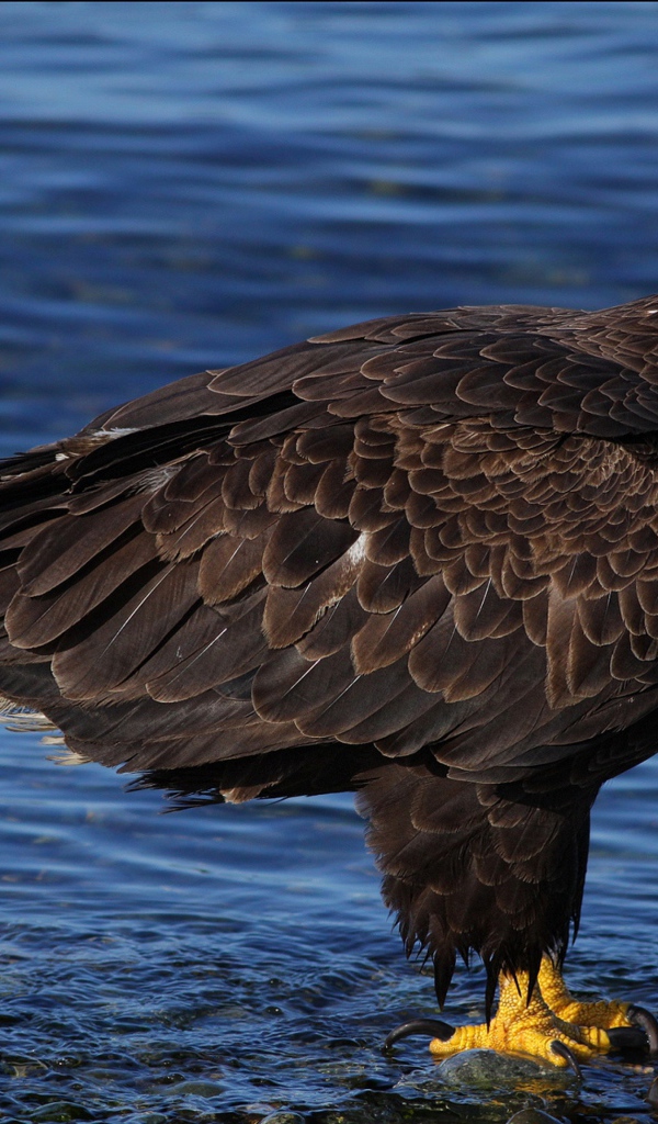 Красивый белоголовый орлан стоит в воде