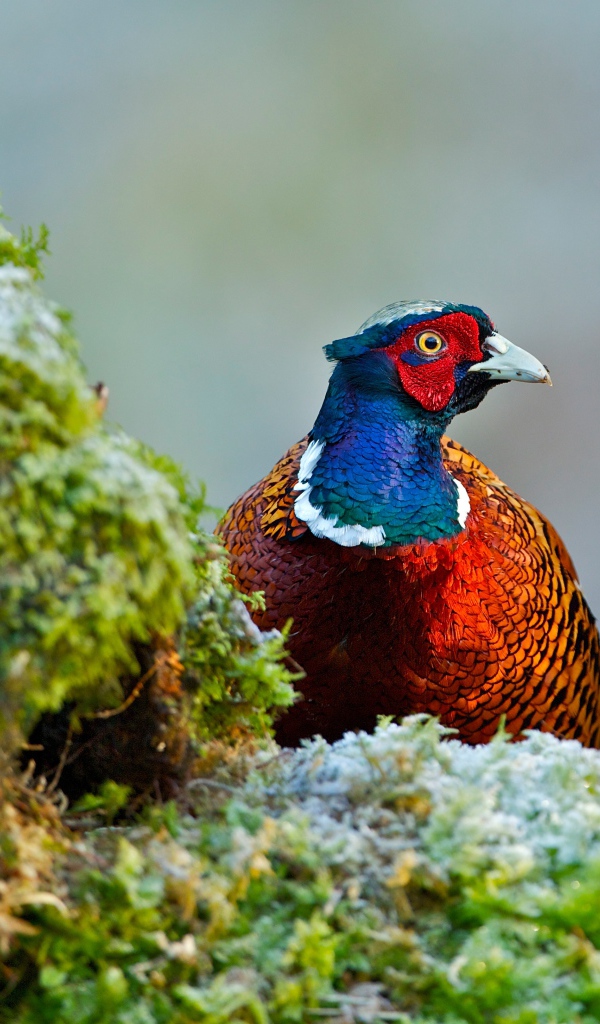 Красивый разноцветный фазан сидит на траве покрытой мхом