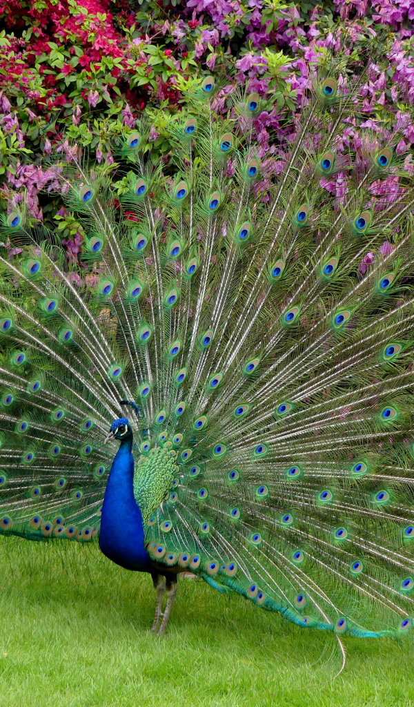 Красивый павлин распушил хвост 