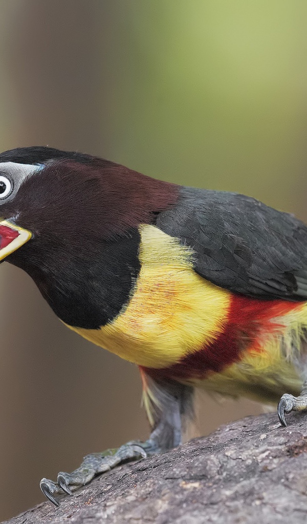 Красивый тукан сидит на дереве 