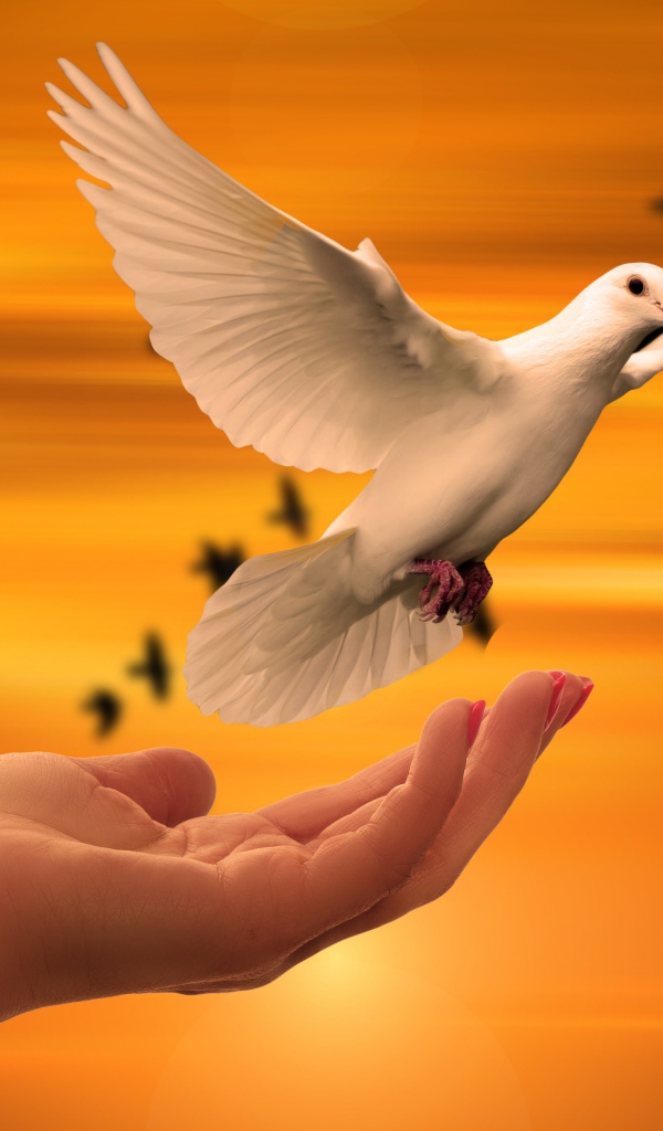 Красивый белый голубь взлетает с руки 