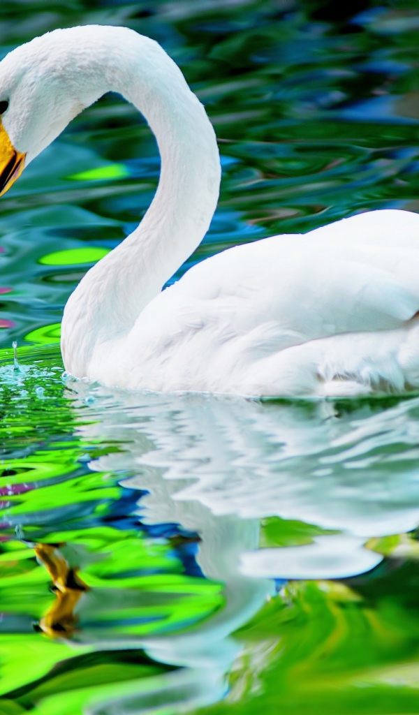 Красивый белый лебедь отражается в воде