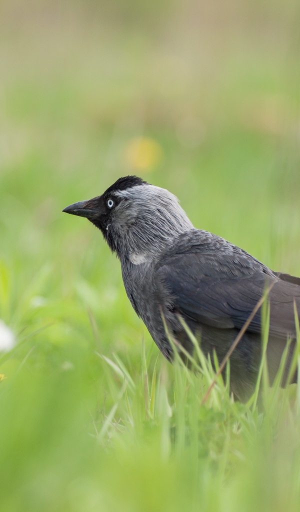 Серая ворона сидит в зеленой траве