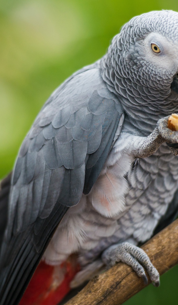 Серый попугай сидит на ветке