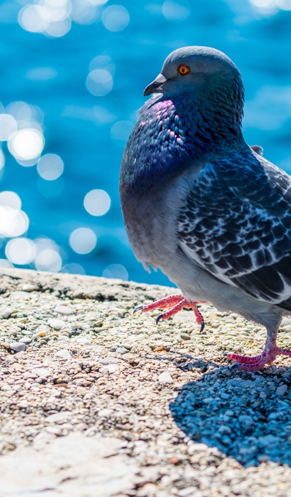 Серый голубь стоит у воды