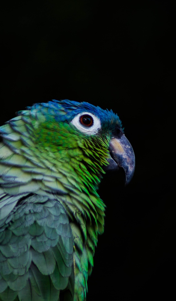 Зеленый попугай на черном фоне крупным планом
