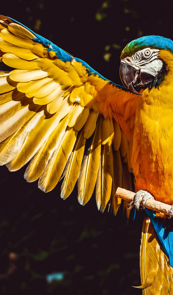 Большой сине-желтый попугай сидит на ветке