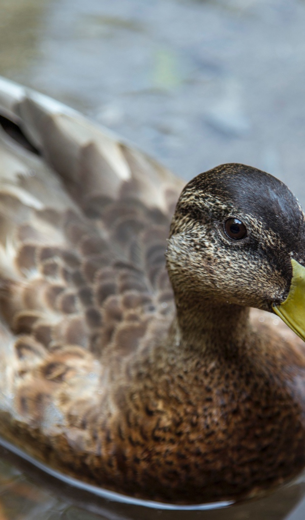 Большая серая утка плавает в воде