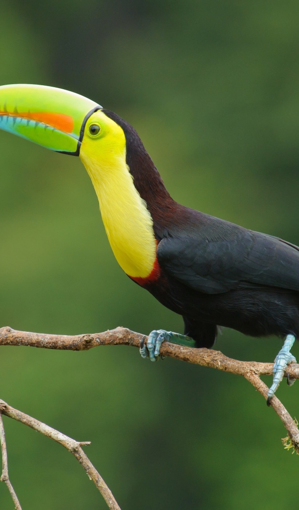 Большая птица тукан сидит на тонкой ветке дерева