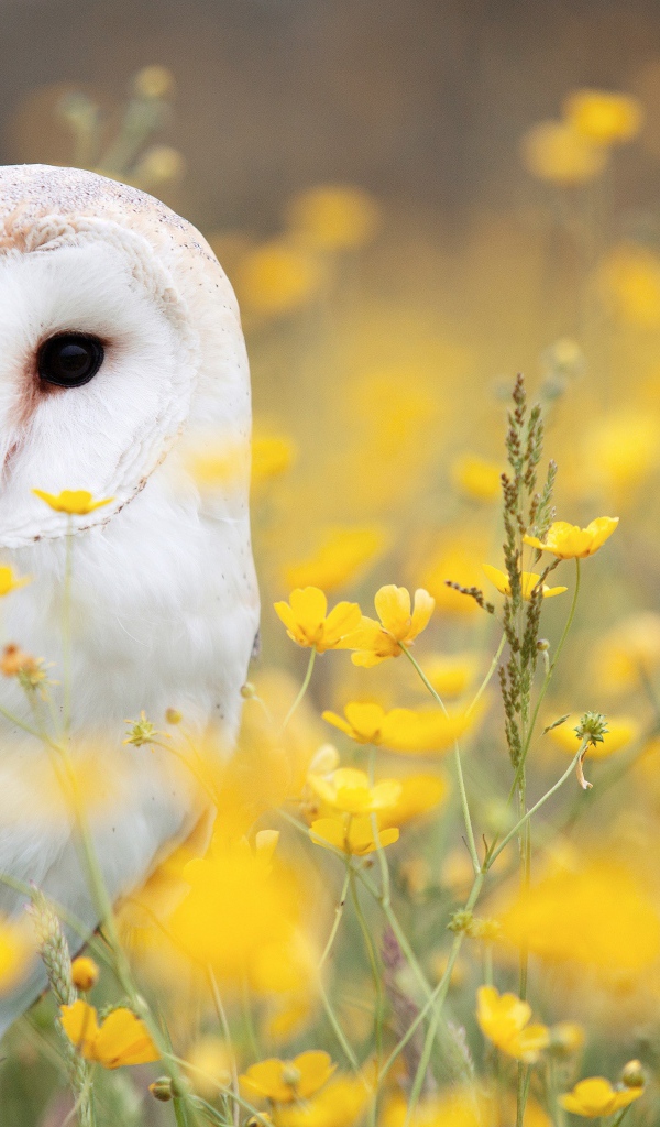 Большая белая сова сидит в желтых цветах