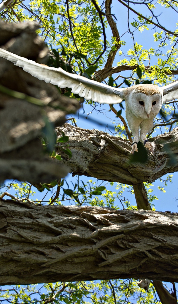 Большая белая сова взлетает с ветки
